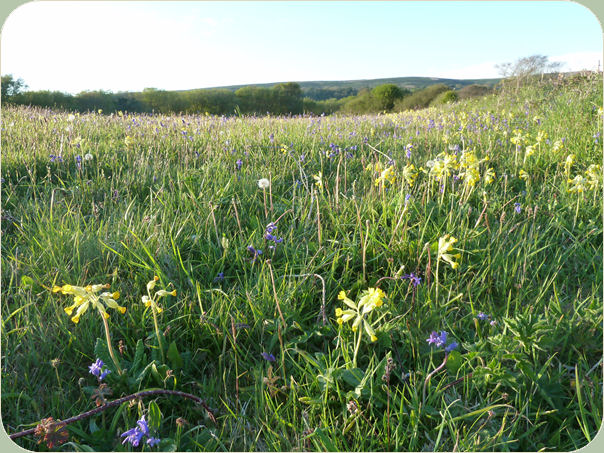 Bluebell Meadow